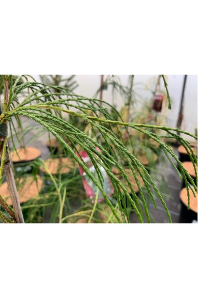 Довгі тонкі ниткоподібні пагони Кипарисовика Дропінг Соло